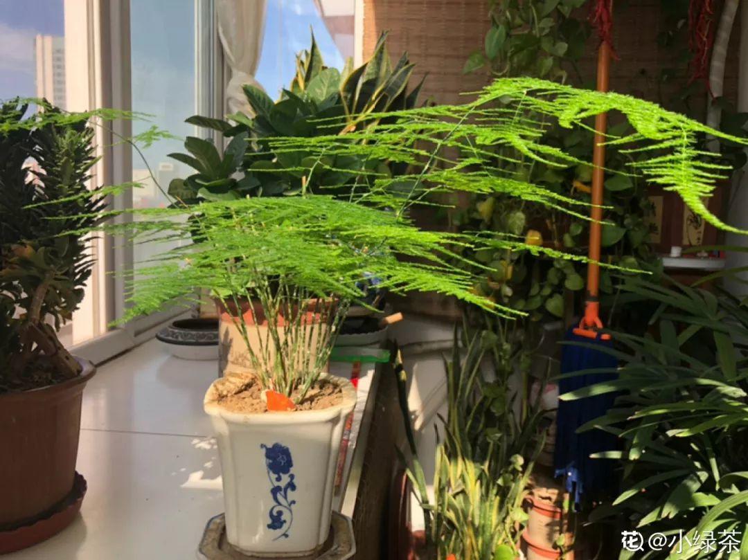 人養(yǎng)花，花也養(yǎng)人，這15種花，越養(yǎng)家里越干凈