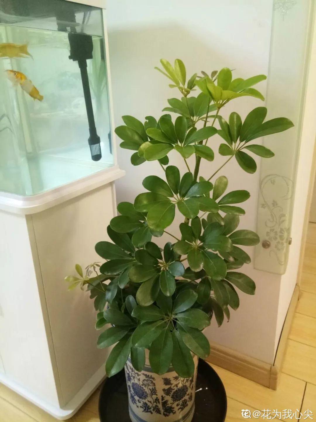 人養(yǎng)花，花也養(yǎng)人，這15種花，越養(yǎng)家里越干凈