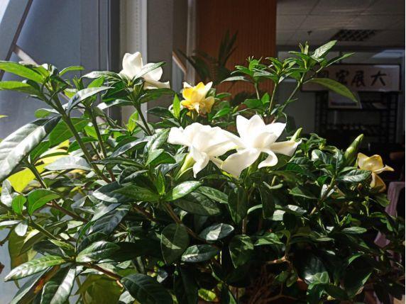 人養(yǎng)花，花也養(yǎng)人，這15種花，越養(yǎng)家里越干凈
