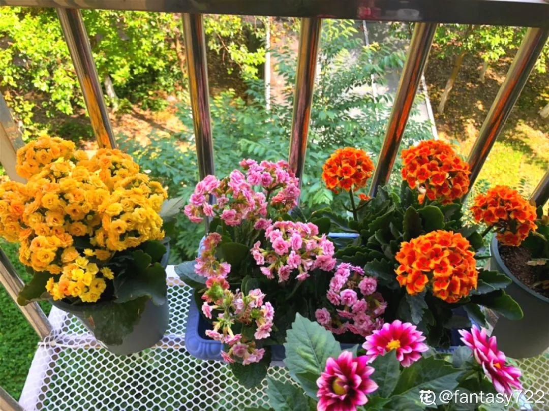 人養(yǎng)花，花也養(yǎng)人，這15種花，越養(yǎng)家里越干凈