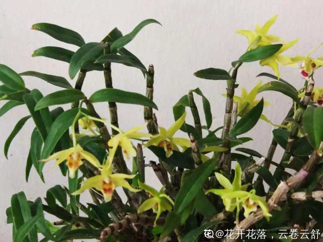 人養(yǎng)花，花也養(yǎng)人，這15種花，越養(yǎng)家里越干凈