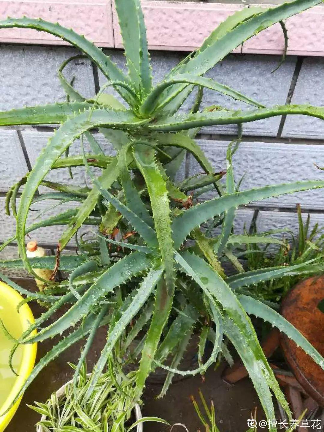 人養(yǎng)花，花也養(yǎng)人，這15種花，越養(yǎng)家里越干凈