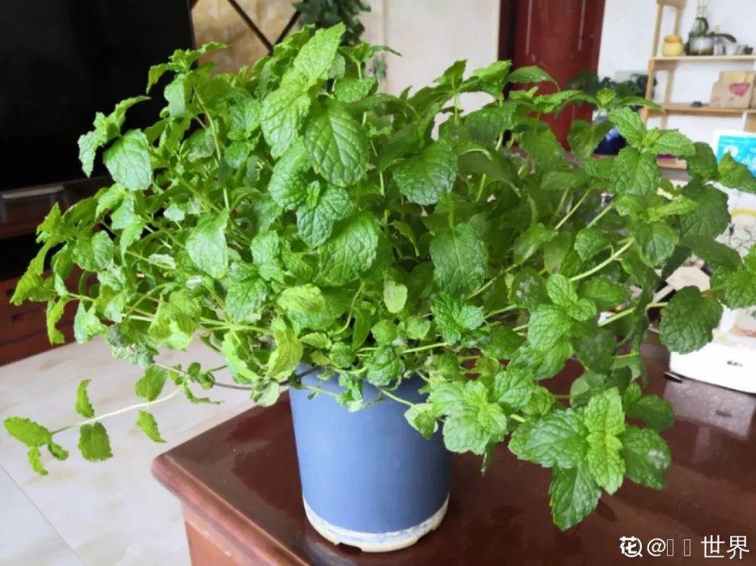 人養(yǎng)花，花也養(yǎng)人，這15種花，越養(yǎng)家里越干凈