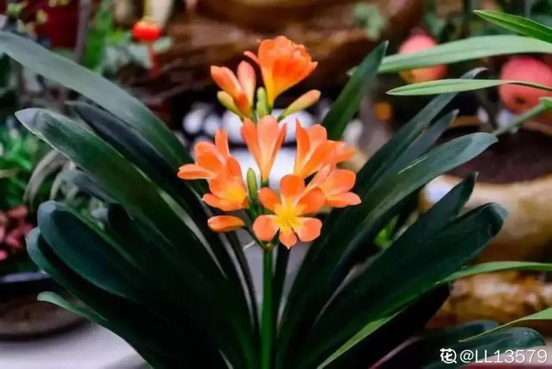 人養(yǎng)花，花也養(yǎng)人，這15種花，越養(yǎng)家里越干凈