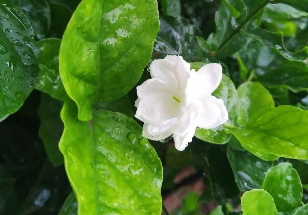 人養(yǎng)花，花也養(yǎng)人，這15種花，越養(yǎng)家里越干凈