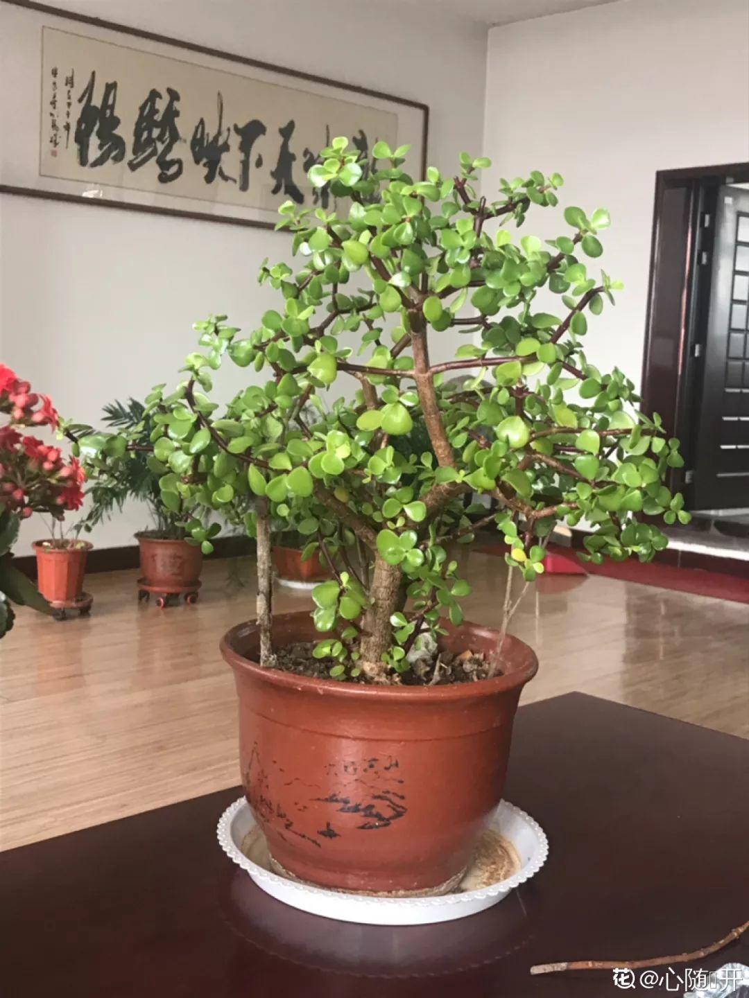 人養(yǎng)花，花也養(yǎng)人，這15種花，越養(yǎng)家里越干凈