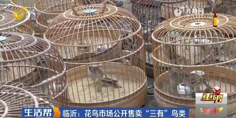 臨沂：花卉市場(chǎng)公然叫賣野生鳥類 民警現(xiàn)場(chǎng)查獲野鳥上千只