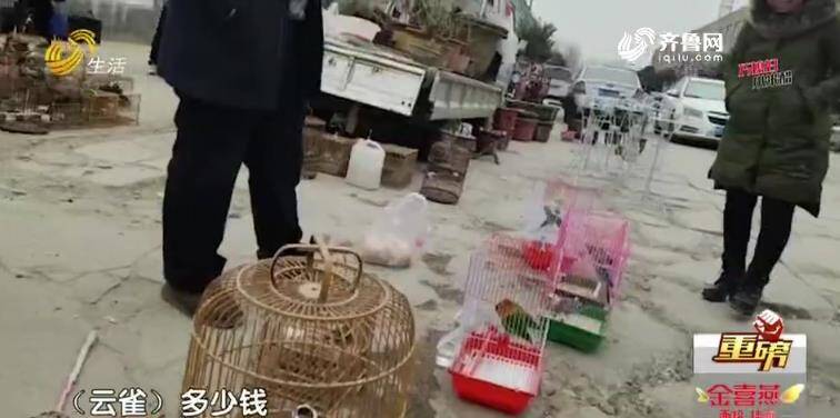 臨沂：花卉市場(chǎng)公然叫賣野生鳥類 民警現(xiàn)場(chǎng)查獲野鳥上千只