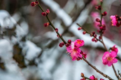 剛剛，臨沂這里下雪了！還有7級(jí)大風(fēng)+雨，下班趕緊回家