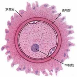 一個(gè)卵子的奮斗史