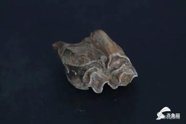 重要發(fā)現(xiàn)！臨沂發(fā)現(xiàn)一處舊石器遺址，距今約3-5萬(wàn)年