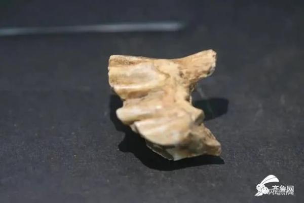 重要發(fā)現(xiàn)！臨沂發(fā)現(xiàn)一處舊石器遺址，距今約3-5萬(wàn)年