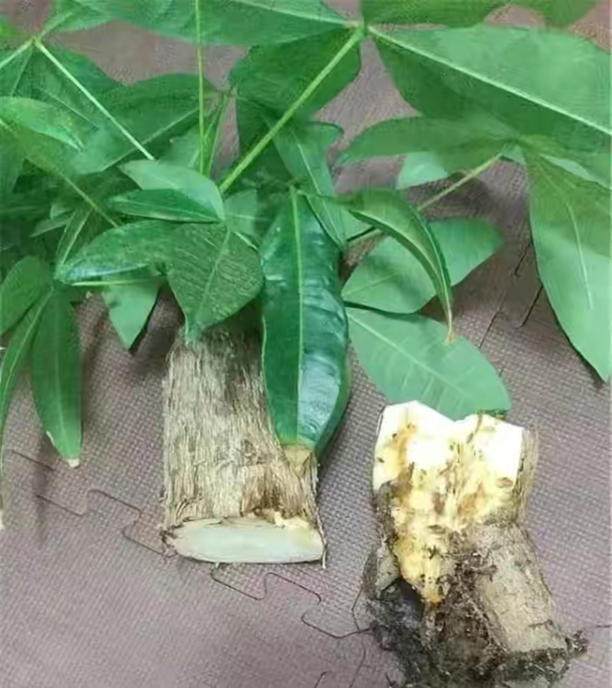 容易因多澆水而死的“18種花”，養(yǎng)不活都是由于手太勤