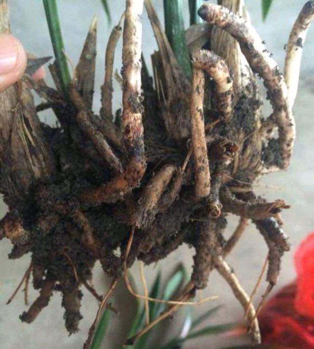 容易因多澆水而死的“18種花”，養(yǎng)不活都是由于手太勤