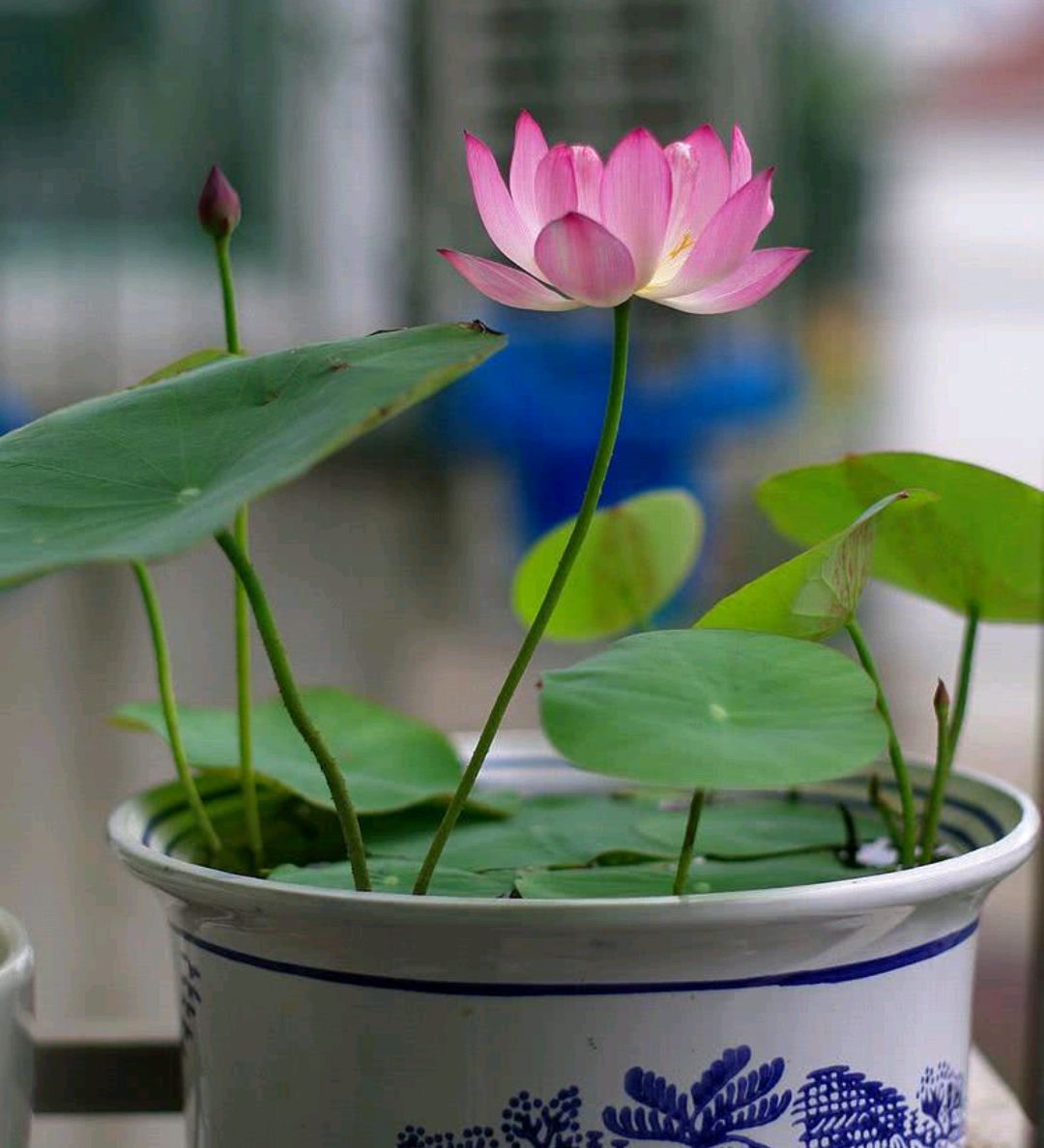 容易因多澆水而死的“18種花”，養(yǎng)不活都是由于手太勤