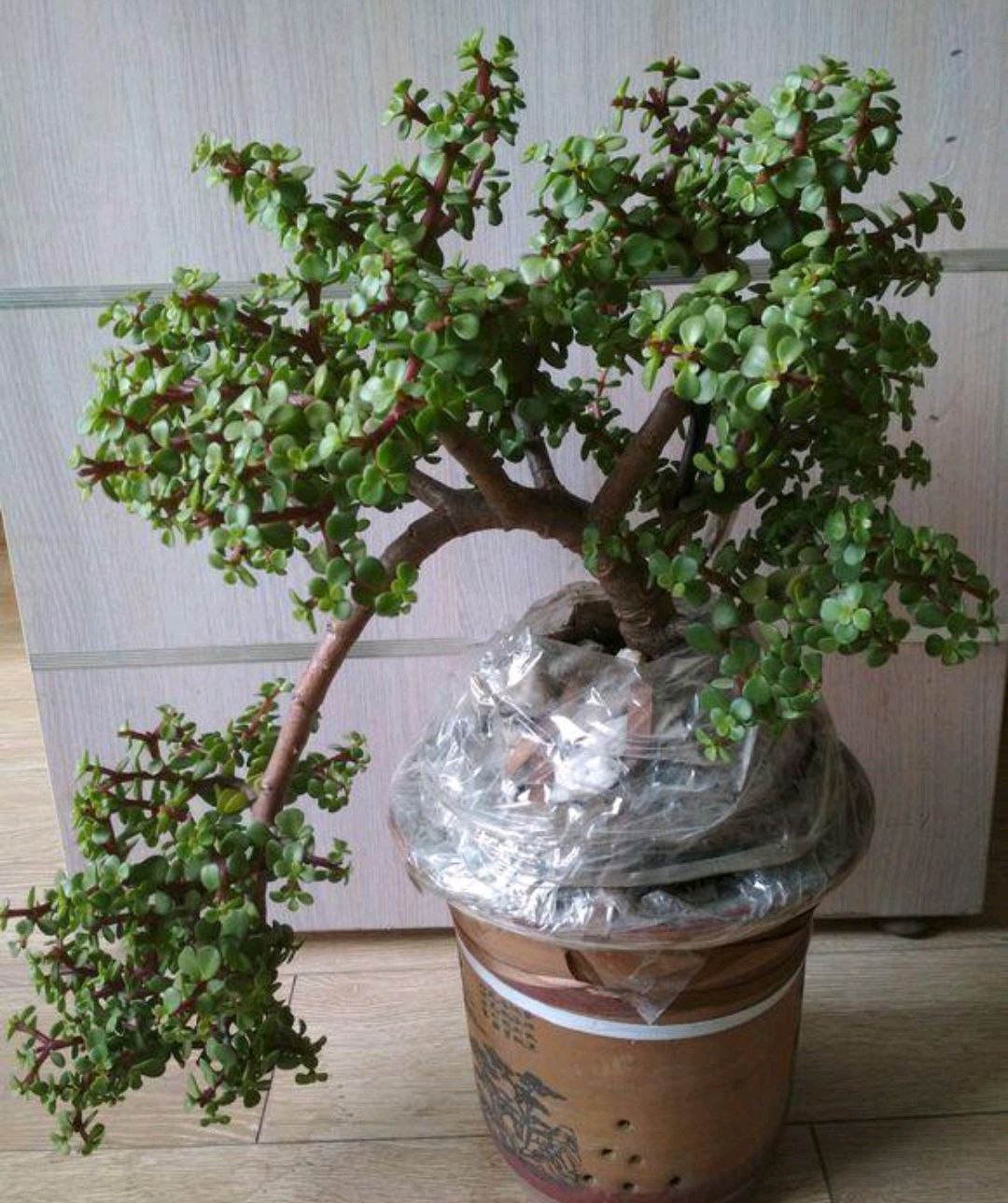 容易因多澆水而死的“18種花”，養(yǎng)不活都是由于手太勤