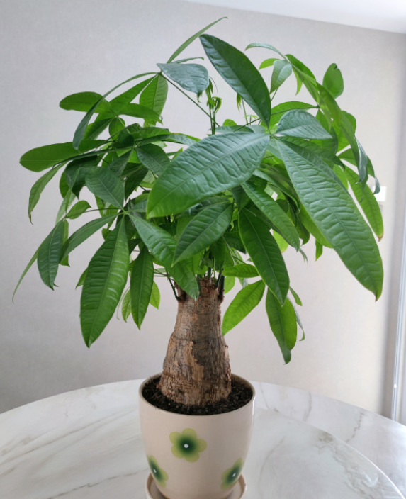 養(yǎng)發(fā)財(cái)樹有“4大忌”，輕則會黃葉，重則會爛根