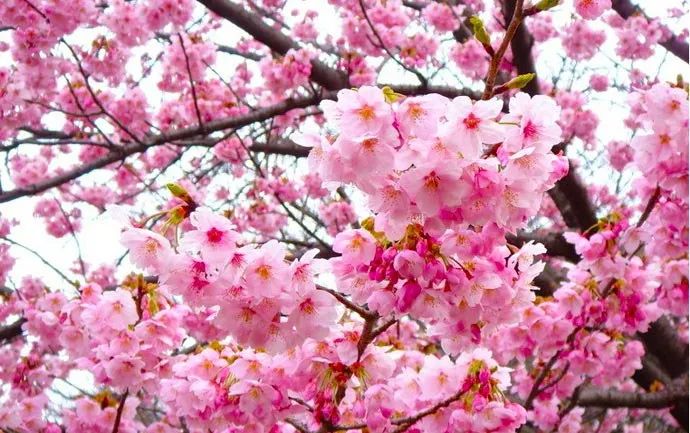 這個(gè)周末帶著家人走起！臨沂春季賞花地圖來了！超詳細(xì)！