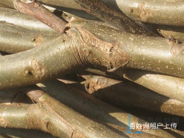 出售嫁接薄皮核桃樹苗。紅棗樹苗