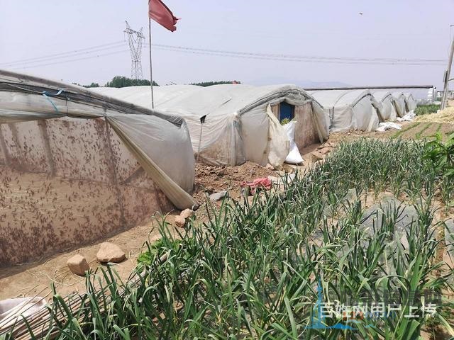 出售螞蚱苗、蝗蟲苗