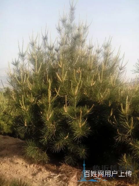 售櫻花苗，龍柏苗，雪松苗，紫葉李，海棠苗