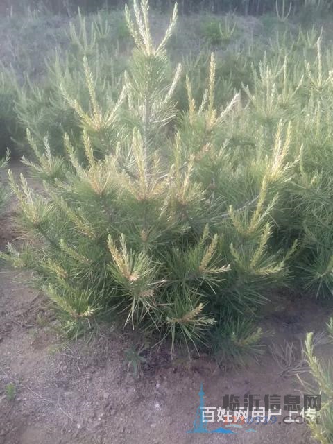 售櫻花苗，龍柏苗，雪松苗，紫葉李，海棠苗