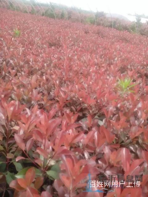 售櫻花苗，龍柏苗，雪松苗，紫葉李，海棠苗