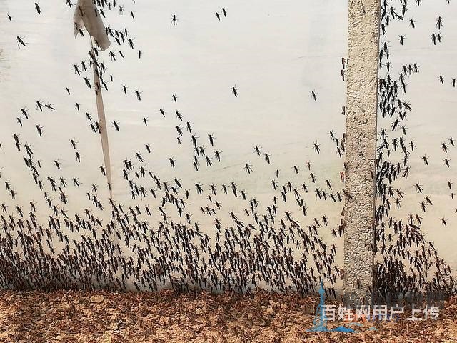 活體螞蚱、蝗蟲、草蜢、蚱蜢、鳥活食畫眉鳥食龜活食
