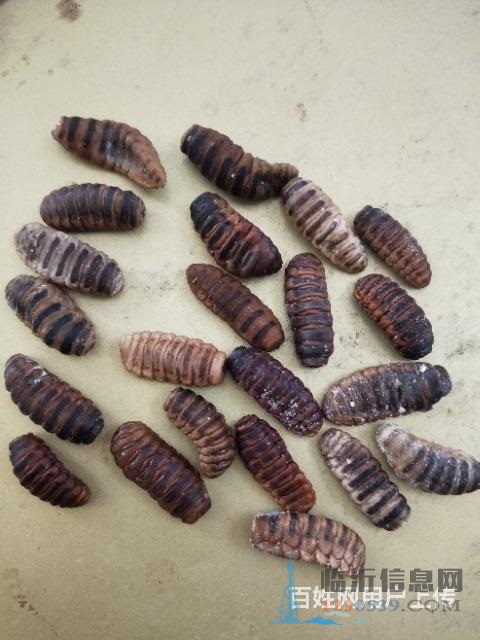 大量出售羊鼻蟲(chóng)