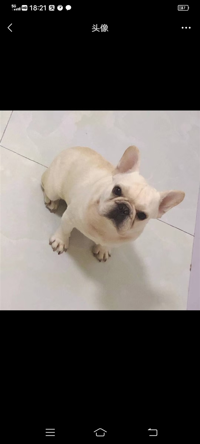 臨沂天順犬業(yè)的圖標(biāo)