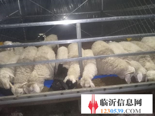 賣山羊錦羊有要的聯(lián)系我