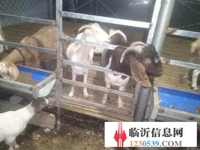 賣山羊錦羊有要的聯(lián)系我