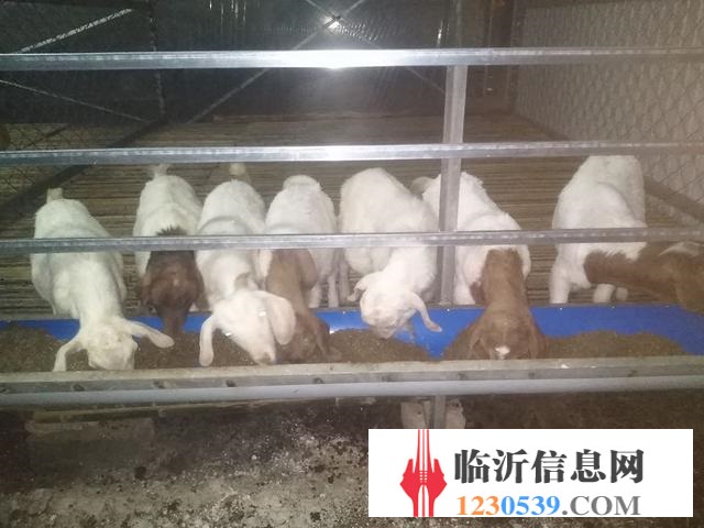 賣山羊錦羊有要的聯(lián)系我