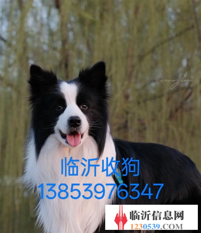 臨沂收狗回收寵物狗電話